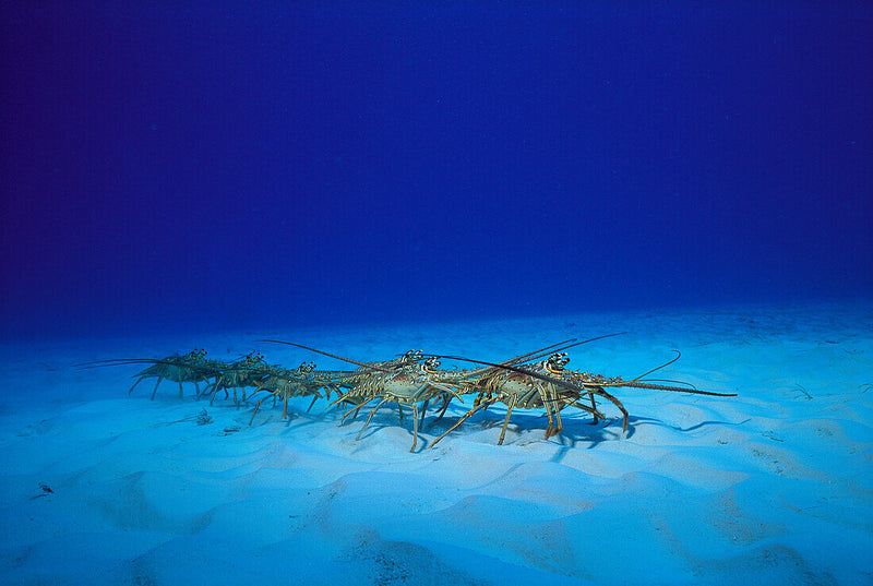 Some questions behind why lobsters walk and where they are going?
