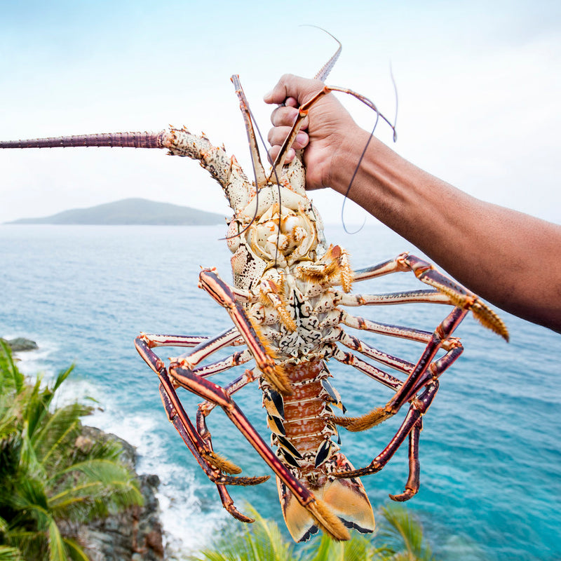 Lobstering with Villa Norbu St. Thomas By: Alain M Brin