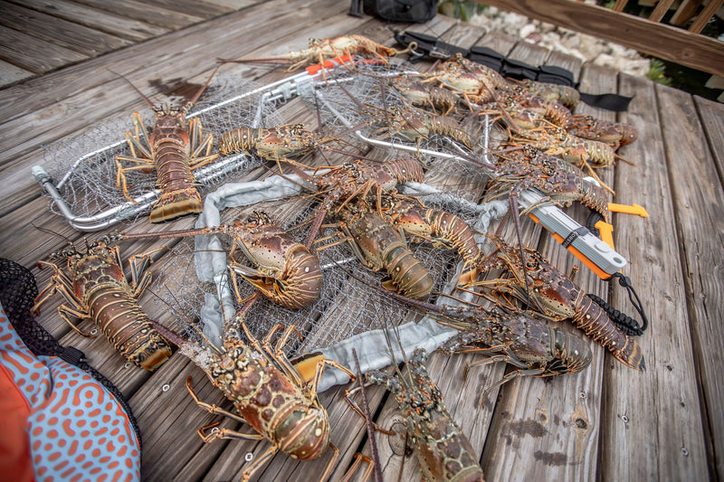 How to catch Florida Lobsters?