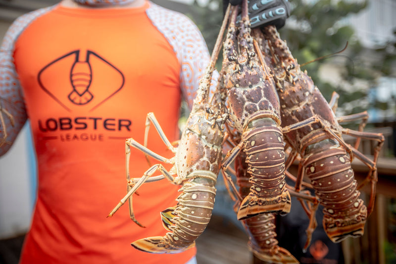 Florida Spiny Lobster State Rules & Regulations