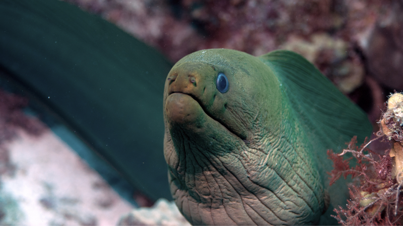 Life League Gear Featuring: Animal Mondays by Mystic Aquarium! Moray Eels!
