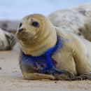 Sea Lion Christmas Ornament, Ocean Angel Sea Lion Holiday Ornament, Conservation Ornament, Sea Lion Angel Tree Ornament, Sea Lion Gifts