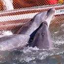 Dolphin Christmas Ornament, Ocean Angel Dolphin Holiday Ornament, Conservation Ornament, Dolphin Angel Tree Ornament, Dolphin Gift